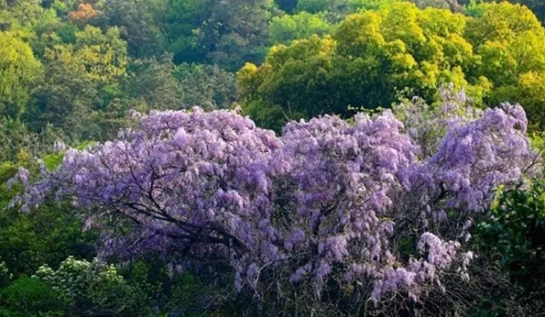 Purple lavender comes into full bloom