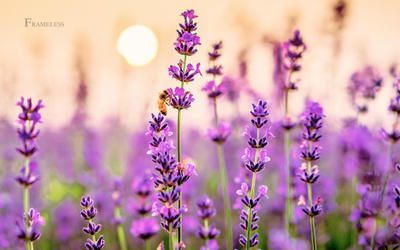 Rich purple of lavender fields on offer