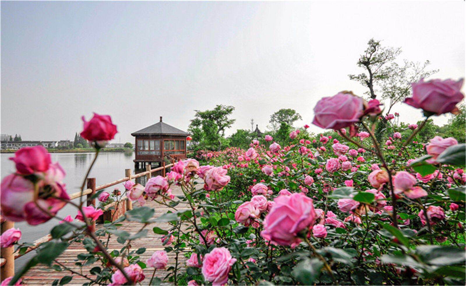 Wuxi rose park to hold art, culture and wine festival