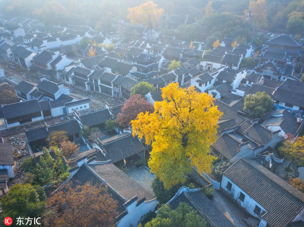 Aged ginkgo tree shows late autumn beauty