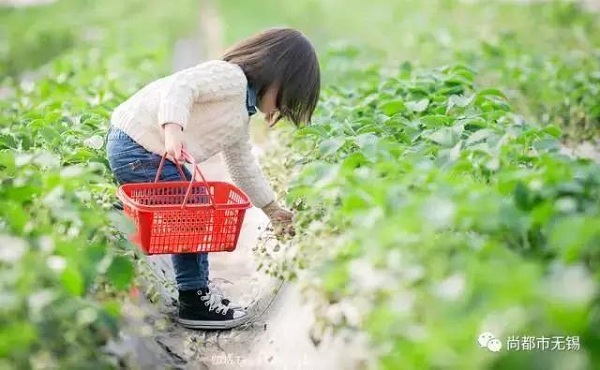 Where to pick the freshest strawberries in Wuxi