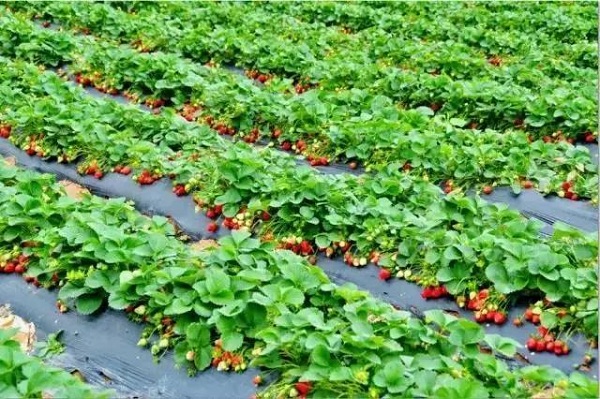 Where to pick the freshest strawberries in Wuxi