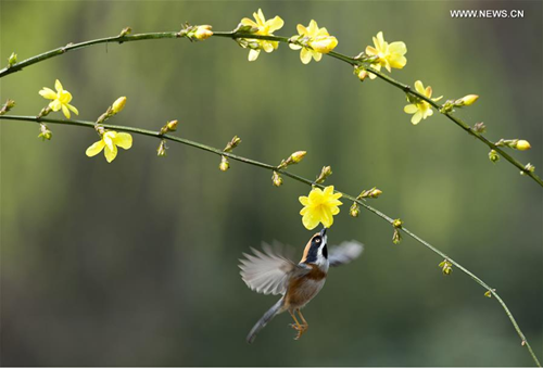 Spring scenery in east China's Jiangsu province