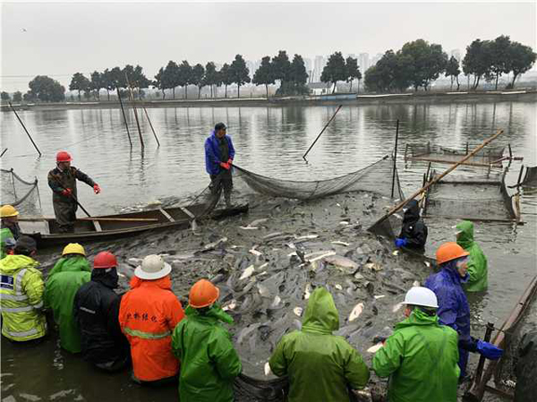 Wuxi fishermen haul up nethauling in nets for Spring Festival