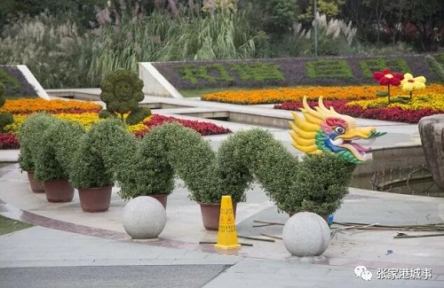 Chrysanthemum exhibition to open in Zhangjiagang