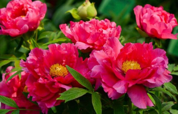 Encounter a flowery Zhangjiagang in spring