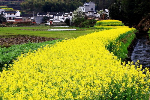 Wuyuan rape flowers are blooming