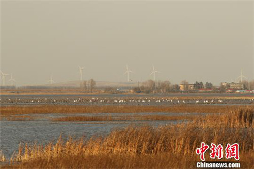 Huanzidong wetland park sees arrival of Siberian cranes