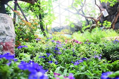 Visitors to enjoy floral feast at Qingdao Expo