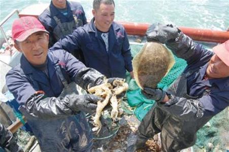 Fresh seafood hits Qingdao market as summer fishing ban ends