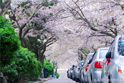 Cherry blossoms turn secluded path into attraction site