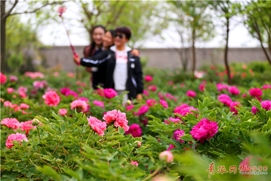 Blooming peonies attract tourists in Qingdao