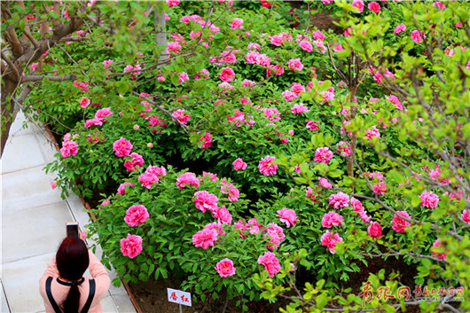 Blooming peonies attract tourists in Qingdao