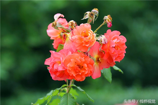 Summer flowers adorn Qingdao Botanic Garden