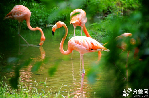 Qingdao zoo animals cool off in hot summer