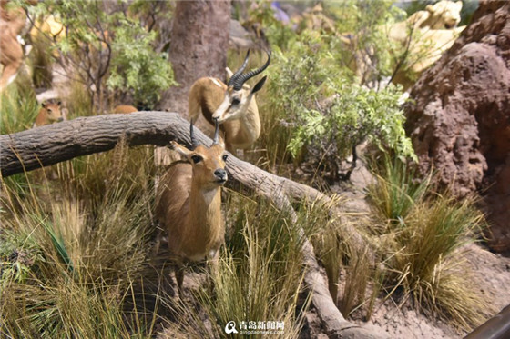 Qingdao Behring Natural History Museum opens