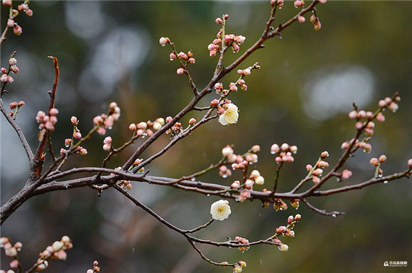 Spring rain bewitches plum blossoms in Qingdao