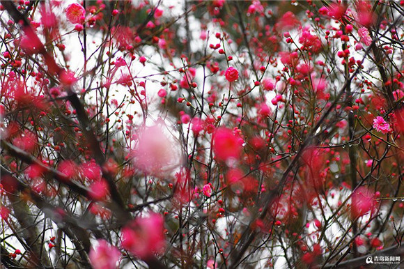 Spring rain bewitches plum blossoms in Qingdao