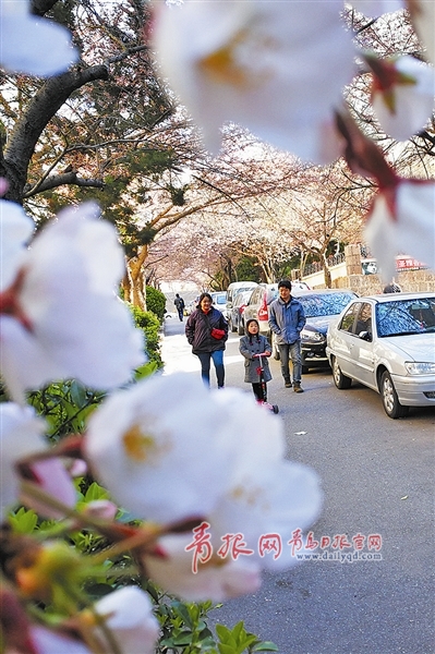 Qingdao welcomes more tourists during tomb-sweeping festival