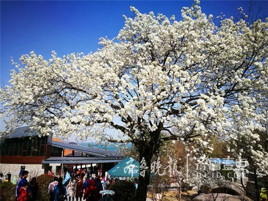 Qingdao welcomes more tourists during tomb-sweeping festival