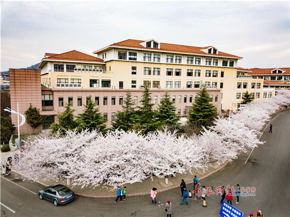 Fantastic aerial view of cherry blossoms at Ocean University of China