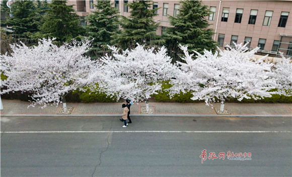 Fantastic aerial view of cherry blossoms at Ocean University of China