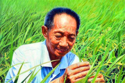 Qingdao tests new breed of super-rice