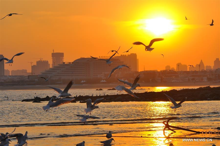 Gulls seen on seashore in Rizhao