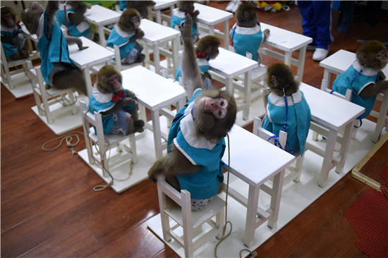 Monkeys in Shandong trained for their special year