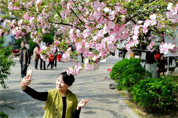 Crabapple flowers enter blossom season at parks in Jinan