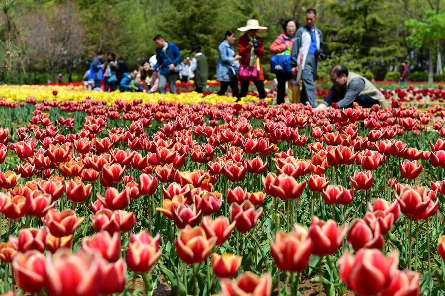 Flowers blossom in Jinan City