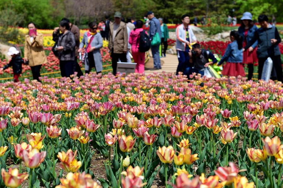 Flowers blossom in Jinan City