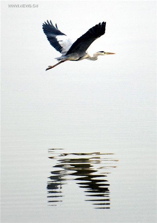 Migratory birds take a break at Yellow River Delta in Shandong