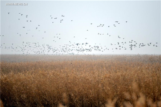 Migratory birds take a break at Yellow River Delta in Shandong