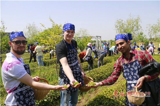 Overseas students experience tea culture in Qingdao