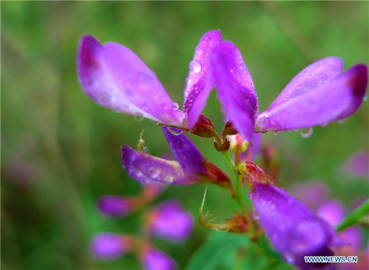 Flowers blossom after rainfall in Shandong