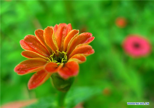 Flowers blossom after rainfall in Shandong