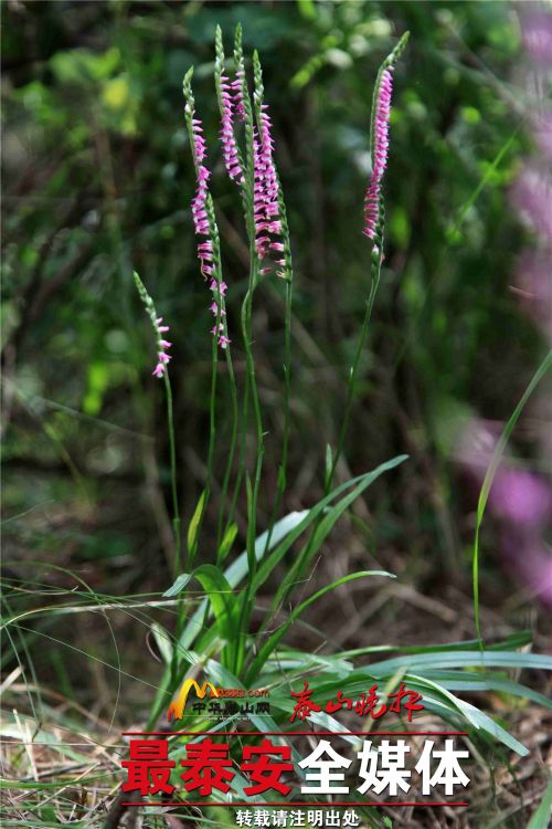 Five wild orchid species found on Mount Tai