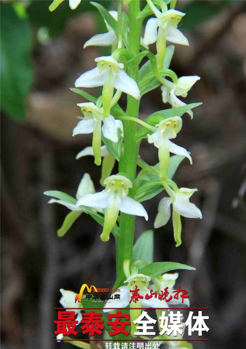 Five wild orchid species found on Mount Tai