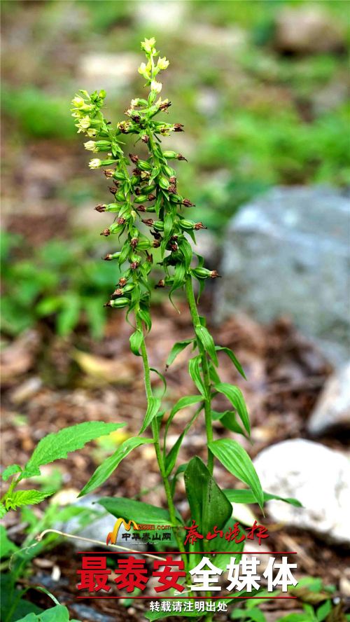 Five wild orchid species found on Mount Tai