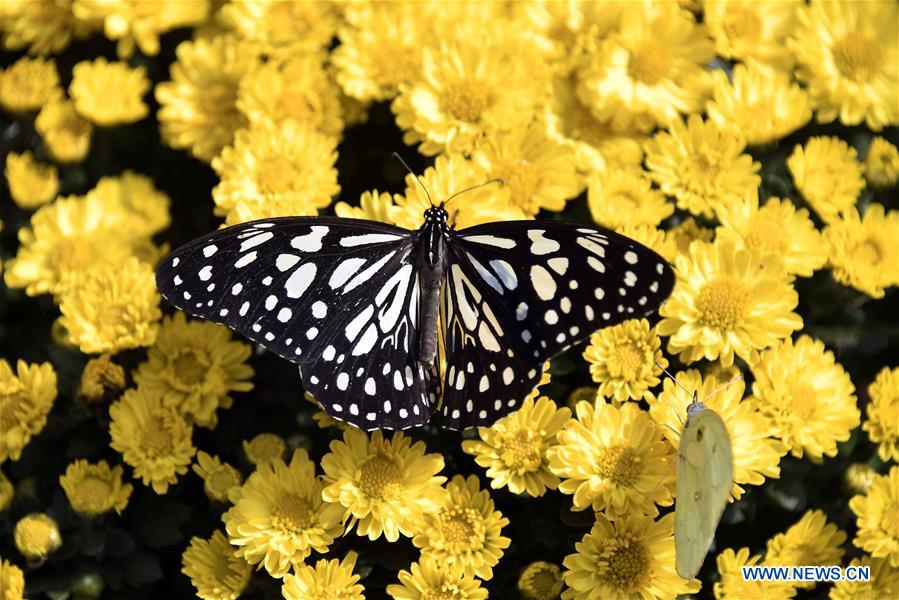 Butterflies in amazing colors seen in Shandong