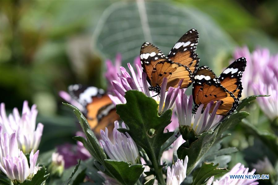 Butterflies in amazing colors seen in Shandong