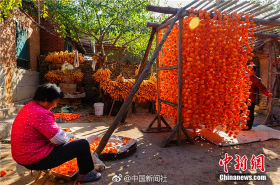 Farmers make dried persimmons in Shandong