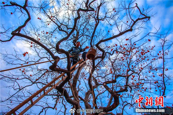 Farmers make dried persimmons in Shandong