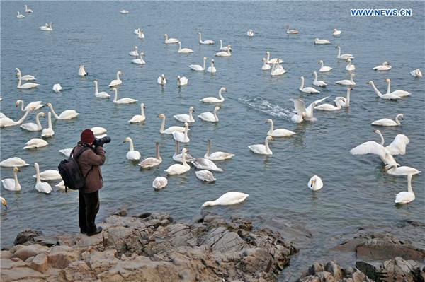 Swans seen at sea area in E China's Shandong