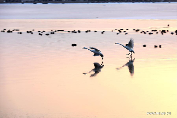 Swans at Yinghua Lake in E China's Shandong