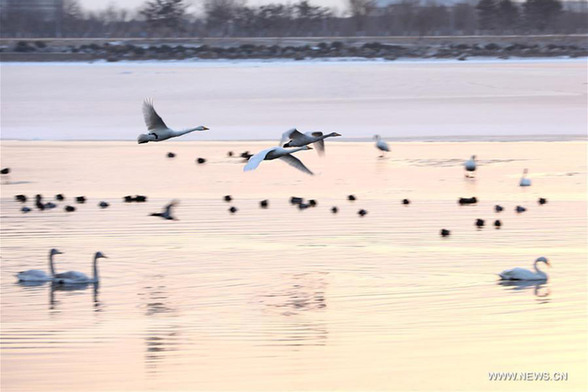 Swans at Yinghua Lake in E China's Shandong