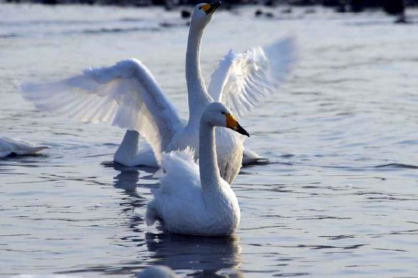 Gracious swans dance at E China's Shandong