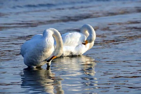 Gracious swans dance at E China's Shandong