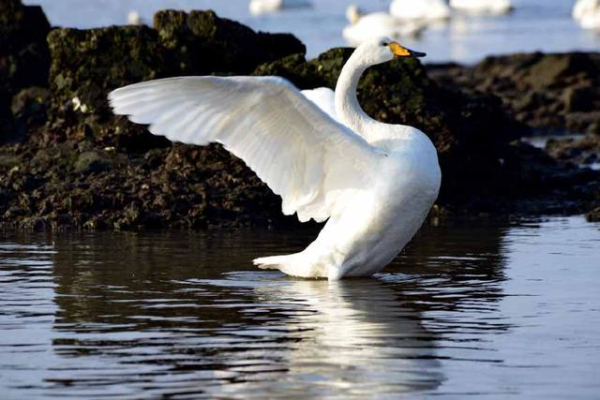 Gracious swans dance at E China's Shandong